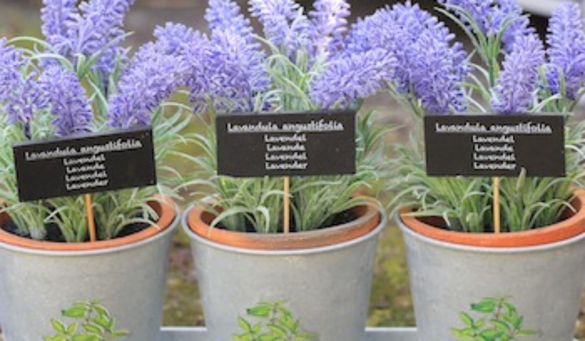 Lavendel Fur Deine Balkon Oase In Topfen Anpflanzen Kuchen Erbe